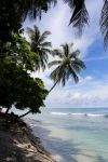 Palme a Visale Beach nei pressi di Honiara, isole Solomone. A circa 40 km dalla capitale Honiara si trova questo tratto di litorale lambito da acqua limpida e cristallina.
