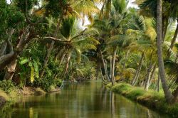 Palme da cocco sulle backwaters del Kerala, India meridionale. La zona di Alleppey è famosa per la produzione di cocco e copra che esporta in tutto il mondo - foto © Rafal Cichawa ...