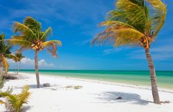 Palme da cocco su una spiaggia tropicale dell'isola di Holbox, Messico. Le spiagge di sabbia bainca sono quelle tipiche caraibiche: si può camminare per chilometri e avere sempre ...