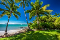 Palme e spiaggia al Rex Smeal Park di Port Douglas, Australia.
