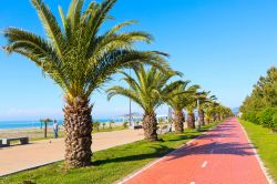 Palme lungo la passeggiata e la pista ciclabile di Batumi, Georgia. Questa località ha una forte vocazione turistica soprattutto nei mesi estivi - © Nataliya Nazarova / Shutterstock.com ...