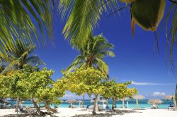 Le palme da cocco e le altre piante offrono un'ombra naturale sulla spiaggia di Guardalavaca, nella provincia cubana di Holguìn.
