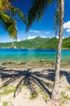 Palme su una spiaggia di Soufriere, isola di Dominica, arcipelago delle Piccole Antille.
