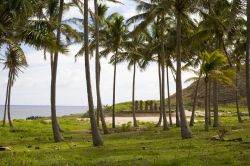 Palme sul lungomare dell'isola di Pasqua, Cile. Sullo sfondo, alcune statue Moai - © 13245298 / Shutterstock.com