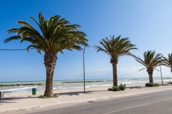 Palme sul lungomare di San Benedetto del Tronto, Marche - © 281398856 / Shutterstock.com