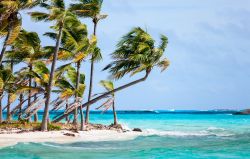 Palme sulla spiaggia a Exuma, Arcipelago delle Bahamas. Come tutte le Bahamas, anche le isole Exuma sono punteggiate da bassa vegetazione, ad eccezione delle palme.

