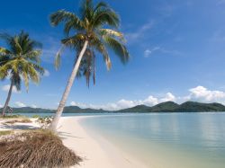 Palme sulla spiaggia dell'isola di  Koh Yao Yai, Thailandia, Asia. Lunga 28 km e larga 5, quest'isola lambita dal Mare delle Andamane è attraversata centralmente da una strada ...