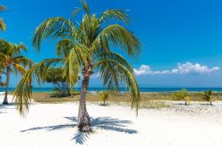 Palme sulla spiaggia di Cayo Blanco (Cuba). Sull'isola non esistono strutture ricetive e si può raggiungere con un'escursione in catamarano da compiere in giornata da Varadero. ...
