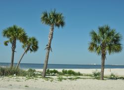 Palme sulla spiaggia lungo il golfo del Messico, Biloxi, Mississipi, Stati Uniti. Questa località di 46 mila abitanti si trova a 250 chilometri dalla capitale Jackson.



