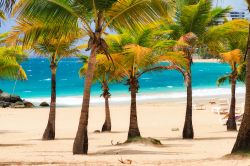 Palme tropicali sulla famosa spiaggia di Condado a San Juan, Porto Rico.



