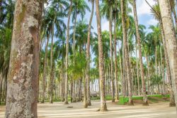 'Palmentuin', un giardino di palme nella città di Paramaribo, Suriname, America meridionale.
