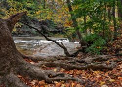 Panorama autunnale alle Great Falls of Tinker's Creek Gorge di Cleveland, Ohio. In primo piano, un vecchio albero con grandi radici fuori terra vicino al fiume.



