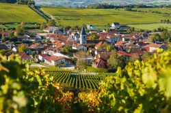 Panorama dei vigneti dell'area di Cote des Bar vicino a Baroville, Champagne-Ardenne (Francia).

