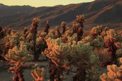 Panorama del Joshua Tree National Park all'alba, California - © Masa at Los Angeles / Shutterstock.com