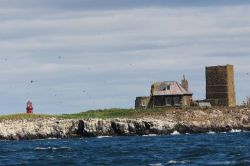 Panorama del santuario degli uccelli a Seahouses sulle isole di Farne, Inghilterra. Sullo sfondo un tipico faro verniciato di rosso.

