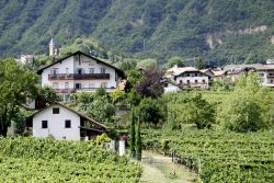 Panorama delle case di Termeno sulla Strada del Vino. - © Peter Probst / Shutterstock.com