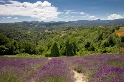 Panorama di Sale San Giovanni, Cuneo, con un campo di lavanda. La fioritura va da giugno ad agosto e regala splendidi paesaggi colorati di bluette e viola - © Clara Bonitti / Shutterstock.com ...