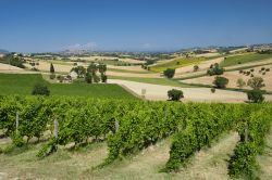 Panorama estivo della campagna fra Montefano e Castelfidardo, provincia di Ancona, Marche.
