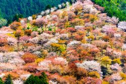 Panorama primaverile del monte Yoshino nella prefettura di Nara, Giappone.
