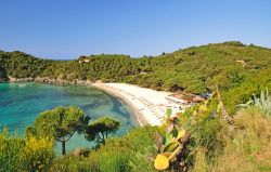 Panorama sulla spiaggia di Fetovaia, località che appare come nascosta dietro l'omonimo promontorio quasi come un dito roccioso ad indicare le rotte per le isole meridionali dell'arcipelago ...