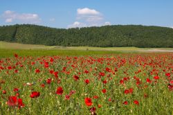 Papaveri in fiore nelle campagne di Colfiorito in Umbria