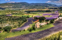 Parc Naturel Regional du Luberon, il panorama sui campi di lavanda della Provenza e il Monte Ventoux sullo sfondo.