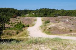 Il parco nazionale Klitplantage a Skagen, Danimarca. Situato a sud ovest di Skagen, questo parco si estende su una superficie di 1394 ettari in cui si alternano zone di foreste e dune.



 ...