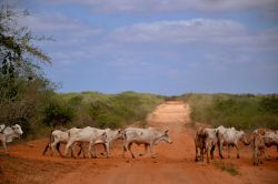 La strada C103 che da Malindi, sulla costa, raggiunge l'ingresso orientale (Sala Gate) del Parco Nazionale dello Tsavo Est, in Kenya.