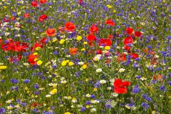 Fiori colorati a Piano Grande di Castelluccio, Umbria, Italia. Per diverse settimane questo territorio viene caratterizzato da un mosaico di colori con variazioni di toni che vanno dal giallo ...