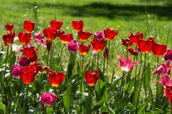 Particolare della fioritura dei Tulipani del Castello di Pralormo in Piemonte.