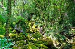 Particolare della foresta vicino a Florac, Francia. Qui la vegetazione cresce lussureggiante e rigogliosa creando bellissimi scorci fotografici.
