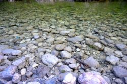 Particolare delle acque verdi delle pozze smeraldine a Tramonti si Sopra in Friuli