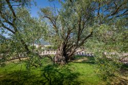 Particolare dell'ulivo di Mirovica, vicino a Bar, Montenegro. Patrimonio naturale, è anche uno dei luoghi più frequentati dai turisti che si recano a Bar e nelle zone limitrofe ...