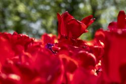 Particolare di tulipani al castello di Pralormo, Piemonte. Foto Ludovico De Maistre.
