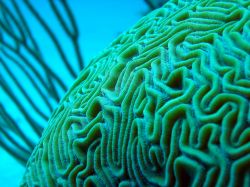 Particolare di un corallo fotografato sott'acqua al largo di Grand Bahama, Bahamas. Questo animale marino appartenente alla classe degli Antozoi vive in colonie, ancorato al fondale, e abita ...