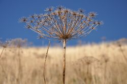 Particolare di un fiore di campo nei pressi del santuario di La Salette-Fallavaux, Francia.
