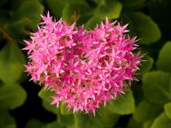 Particolare di un fiore in un parco di Saint-Cyr-sur-Mer, Francia.
