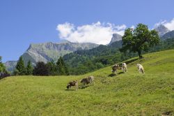 Pascoli sopra Maienfeld, in Svizzera. Questi paesaggi bucolici ispirarono Johanna Spyri  che tra queste valli scrisse proprio il libro di Heidi - © Scirocco340 / Shutterstock.com