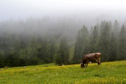 Pascolo, Valle dello Stubai: i pascoli liberi sono presenti ovunque in vallata, dove le mucche sono per larghi tratti libere di muoversi a proprio piacimento. Alcune malghe producono formaggi ...