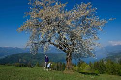 Pasqua in Carinzia, fiori, laghi e montagne - © Carinzia.at / Franz Gerdl
