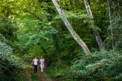 Passaggiata nei boschi intorno a Montescudaio in Toscana - © robertonencini / Shutterstock.com