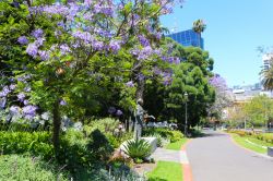 Passeggiata a fianco degli alberi di jacaranda nei Parliament Gardens di Melbourne, Australia - © Ines Porada / Shutterstock.com