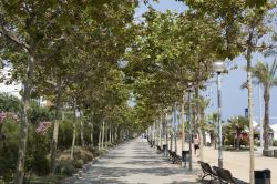 Passeggiata alberata lungomare a Calella, Spagna. Siamo nella provincia di Barcellona, nella Comunità Autonoma della Catalogna.
