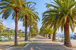 Passeggiata lungomare con palme a La Spezia, Liguria.



