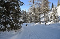 Passeggiata nei boschi dei dintorni di Selva di Val Gardena. - © Foto S. Vietto Ramus e Massimo Valentini