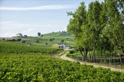 Passeggiata tra i vigneri di Nizza Monferrato nel cuore vinicolo del Piemonte
