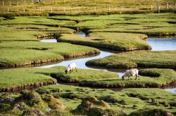 Pecore al pascolo a Northton sull'isola di Lewis and Harris, Scozia - Scenario idilliaco per queste pecore che pascolano fra prati e laghetti a Northton brucando erba fresca © duchy ...