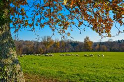 Pecore al pascolo nella campagna di Monterano, Roma, Lazio.




