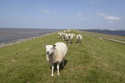 Pecore al pascolo nella zona di Lauwersoog, Provincia di Groningen, Paesi Bassi