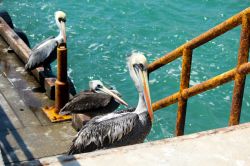 Pellicani al porto di Los Arganos, Piura, Perù. La città si trova nell'omonimo distretto nella regione di Piura.



